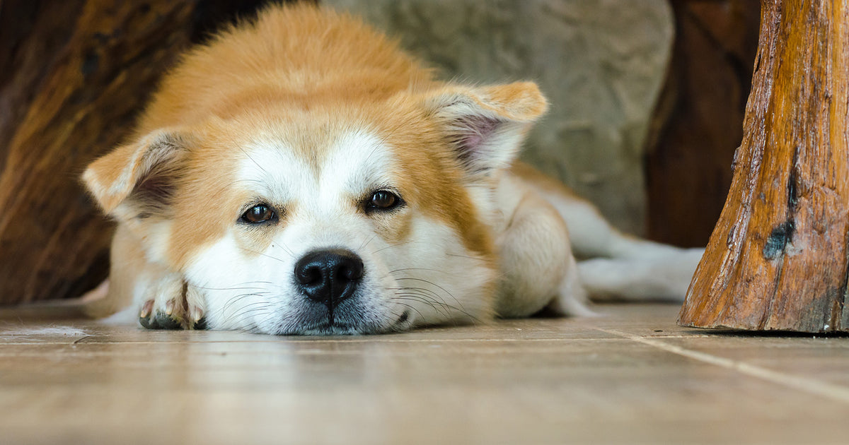 14 Tricks To Stop Your Dog Slipping And Sliding On Hard Floors (Wood, Tiles  Etc.) - Dog Lab