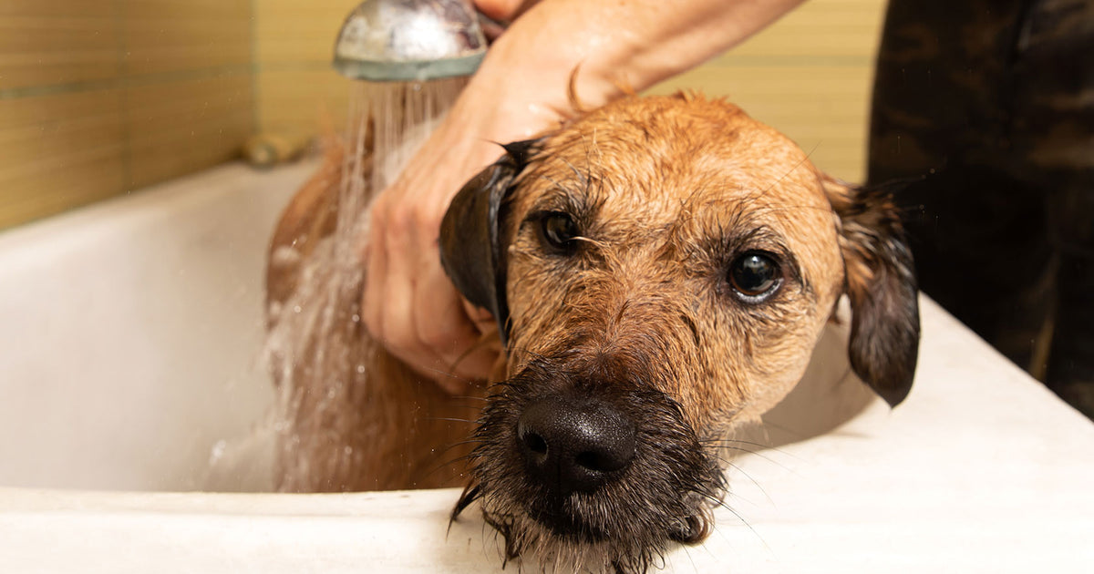 how often should you give a dog a bath in the winter