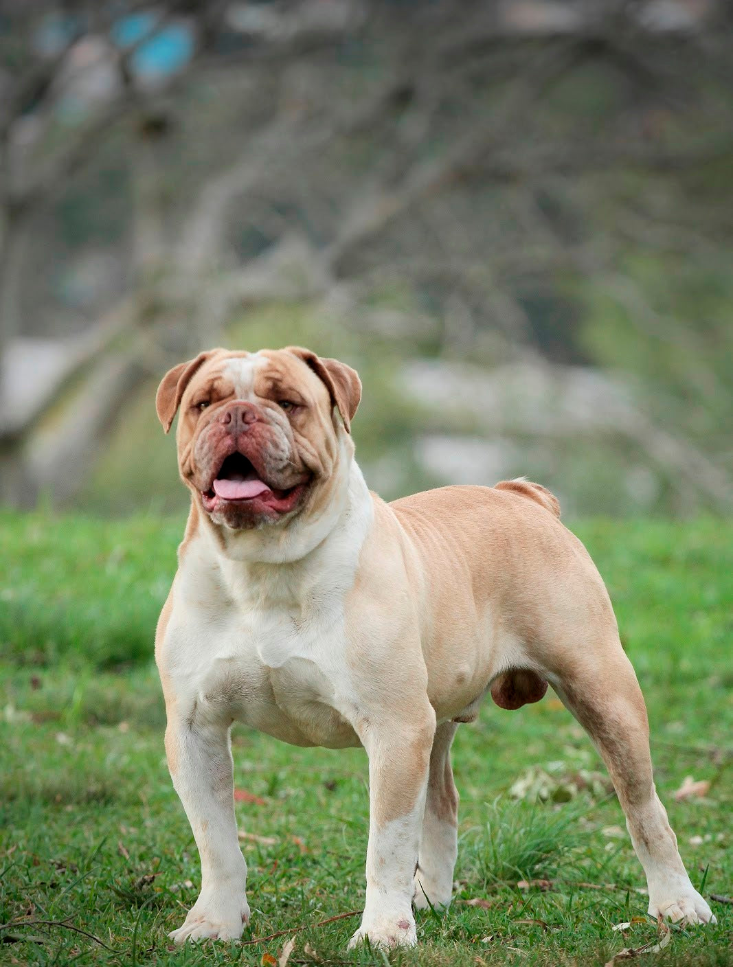 Brazilian bulldog 2024 for sale