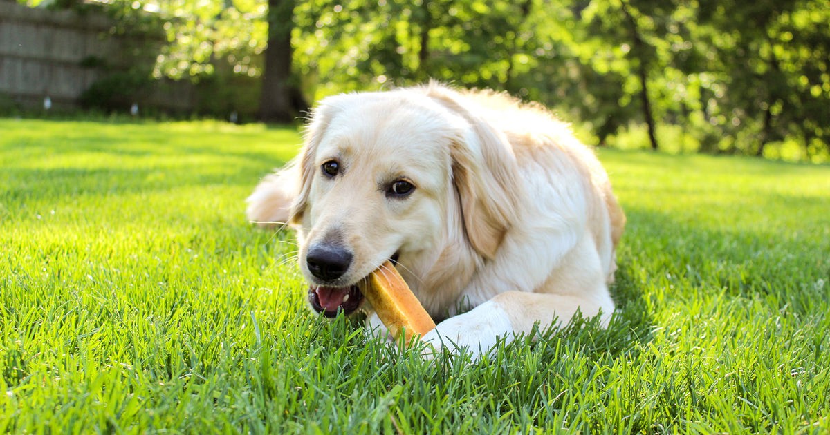 12 Pet Safe Pesticides for Yard & Home – Natural Dog Company