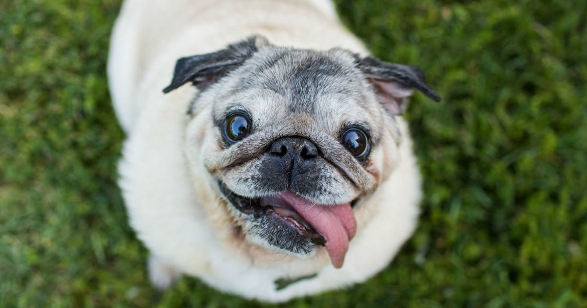 Can You Use Coconut Oil on Dog Nose? Benefits of Snout Soother