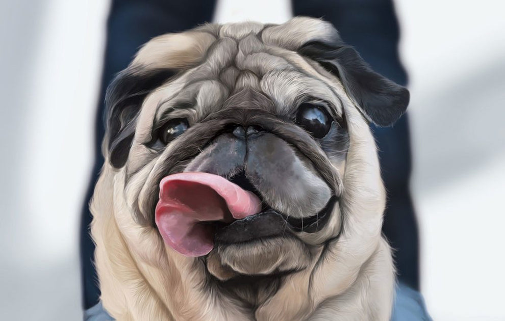 Stinky Dog Face Remedy What To Do If Your Dog's Face Stinks Natural