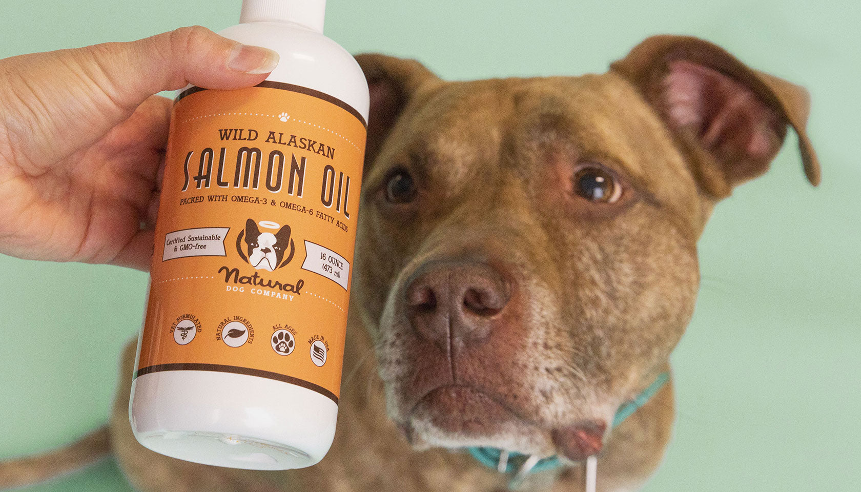 Fish oils best sale for dogs