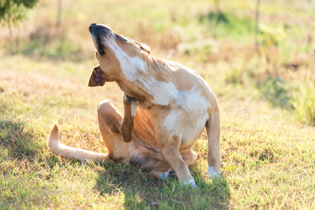 Dog ate bug on sale spray