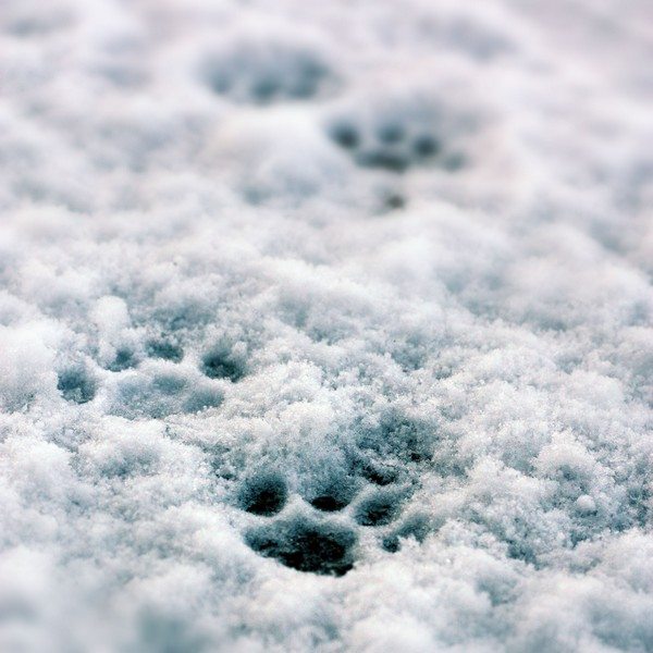 How To Protect Dog Paws During The Winter From 4 Common Issues