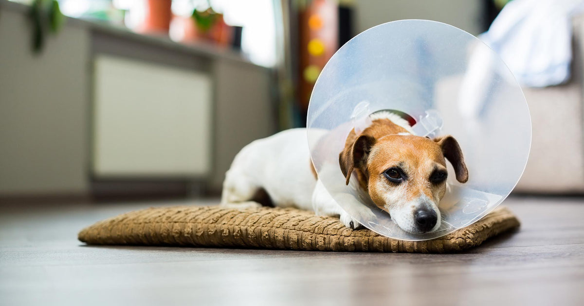 Dog PostSurgery Wound Care How To Care For Your Dog After Surgery
