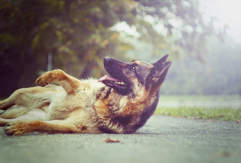 Smellorama Nose Games For Dogs Natural Dog Company