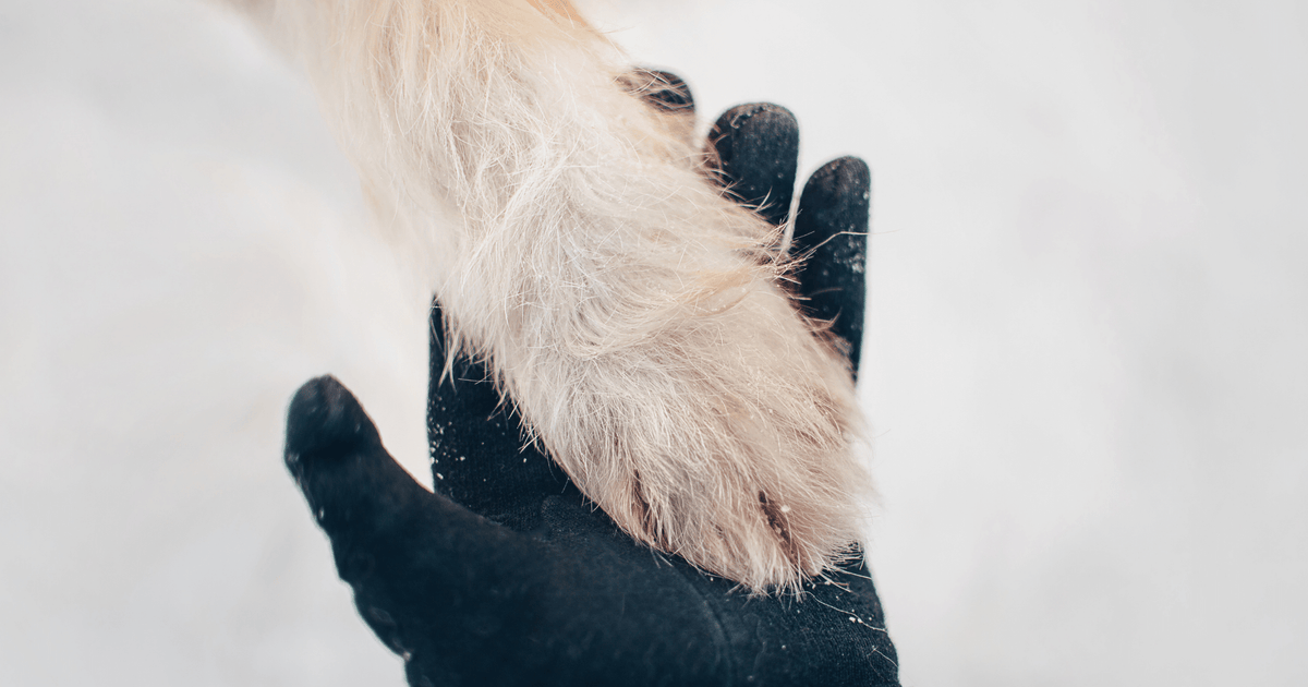 Winter Paw Protection Natural Dog Company