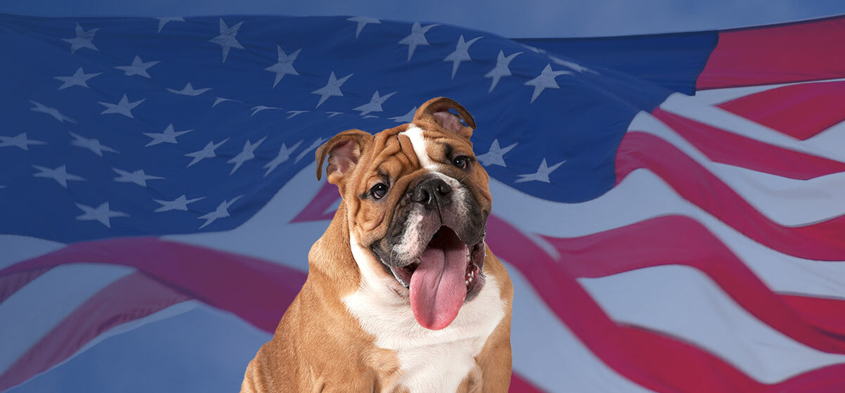 July 4th Natural Dog Company