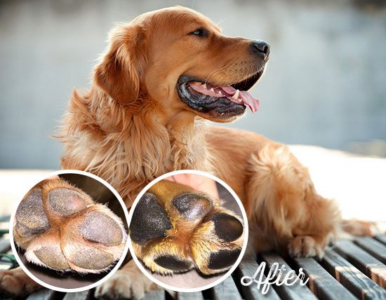 Treatment for sale burned dog paws