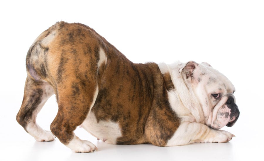 do old english bulldogs have tails