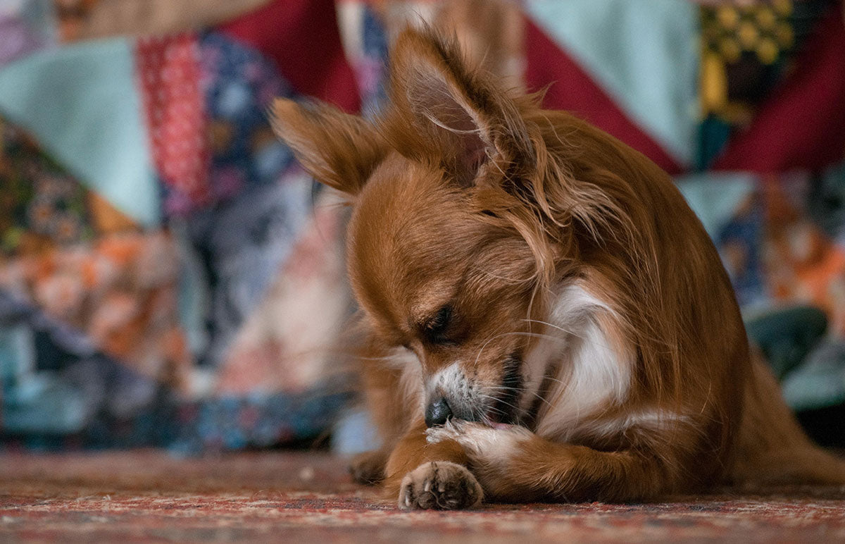 How to Stop Dogs From Licking and Chewing Their Paws