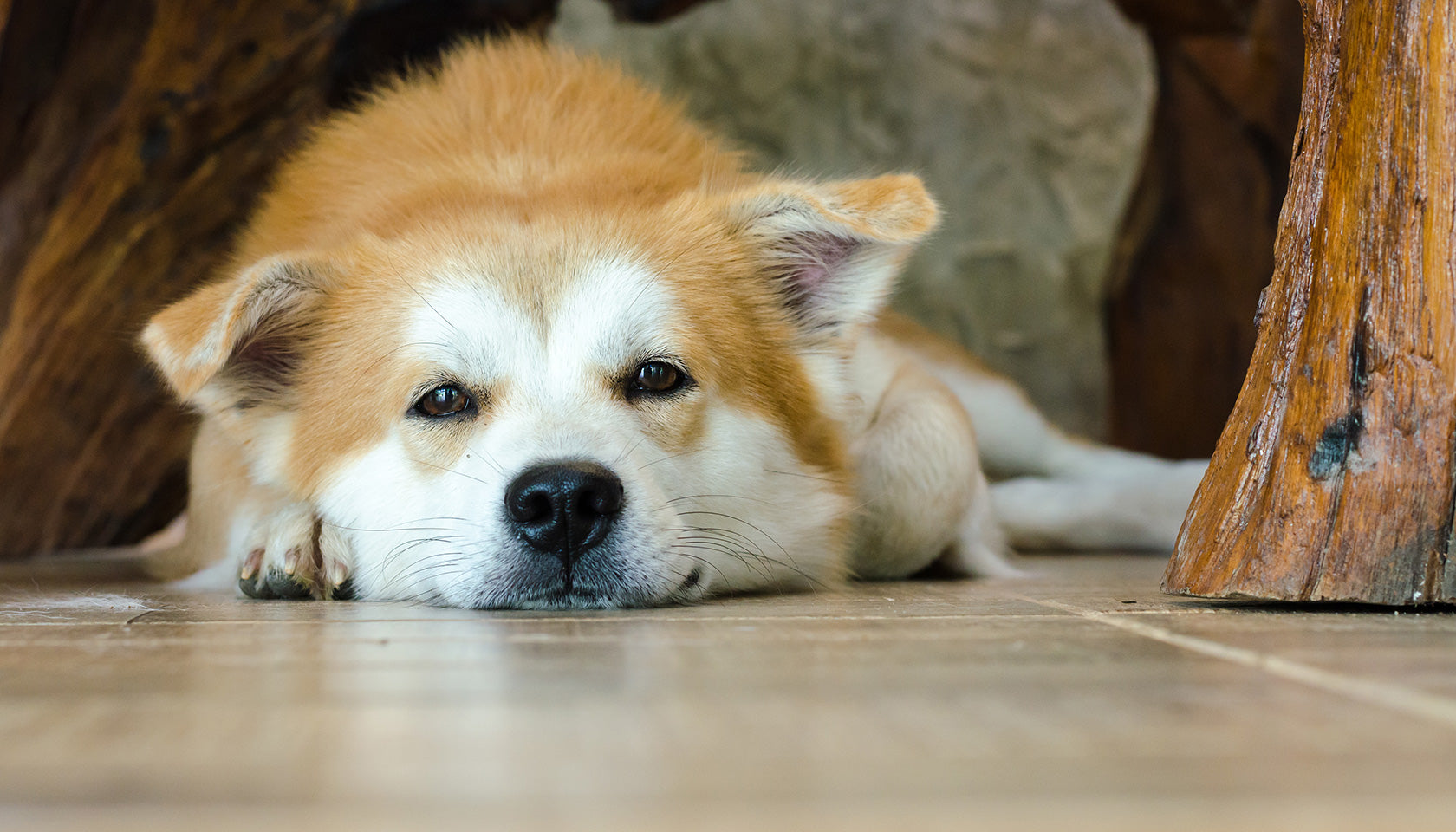 14 Tricks To Stop Your Dog Slipping And Sliding On Hard Floors
