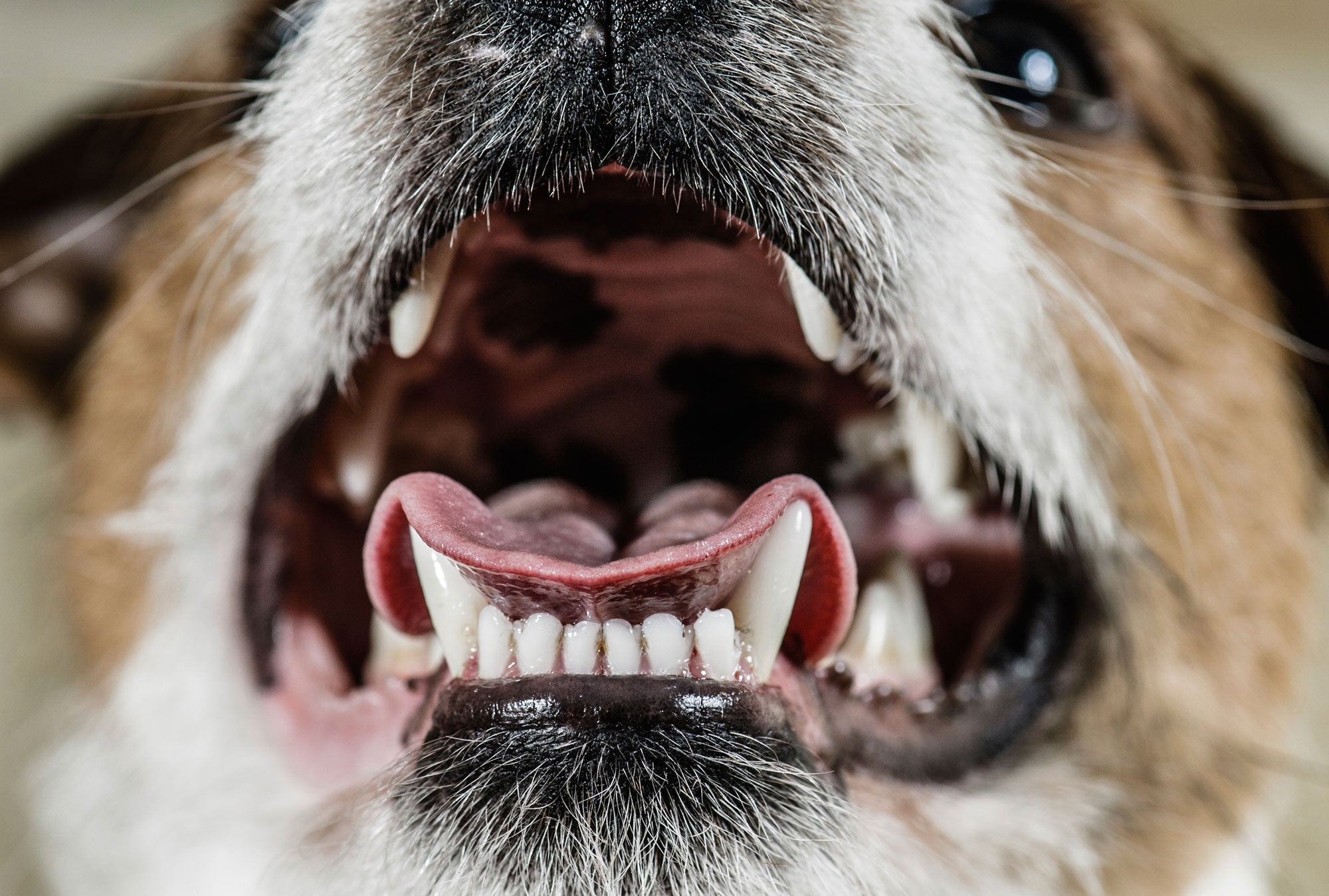 Dog Lip Fold Dermatitis: Why It Smells Like Bad Breath (And What To Do ...