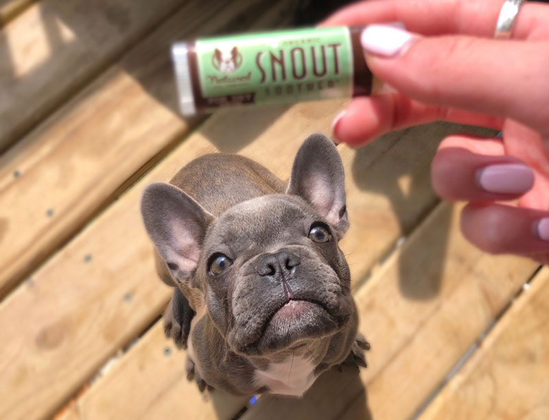 Dry Dog Nose? Try These 4 Steps to Fix It! Natural Dog Company