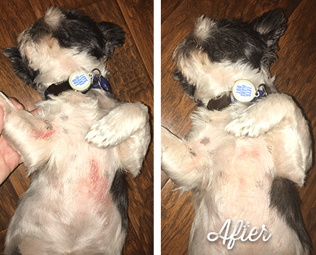 Diy dog rash deals treatment