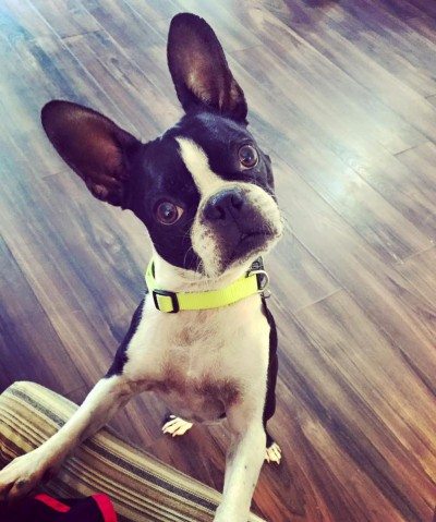 Boston terrier hotspots best sale