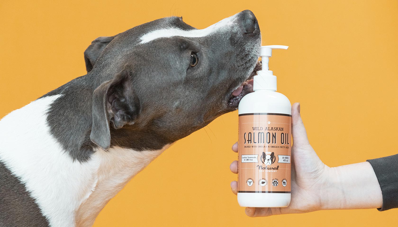 pitbull skin rash treatment