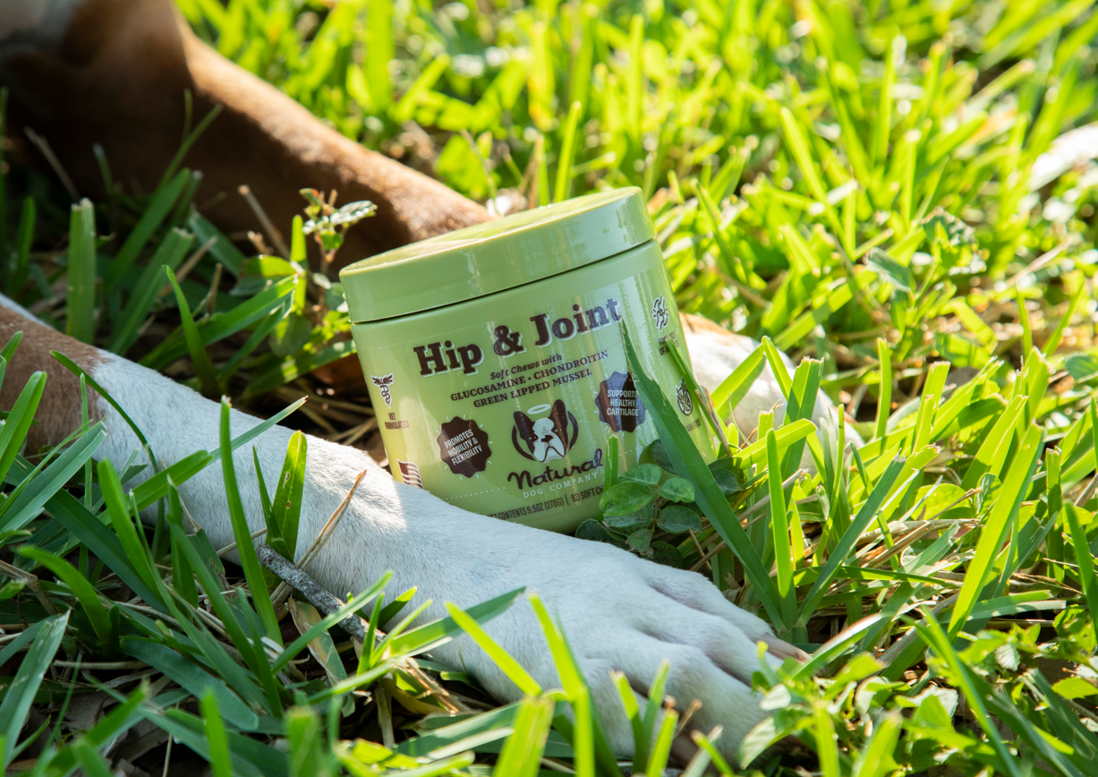 Boost Your Dog's Health with AllerImmune Supplement A Comprehensive