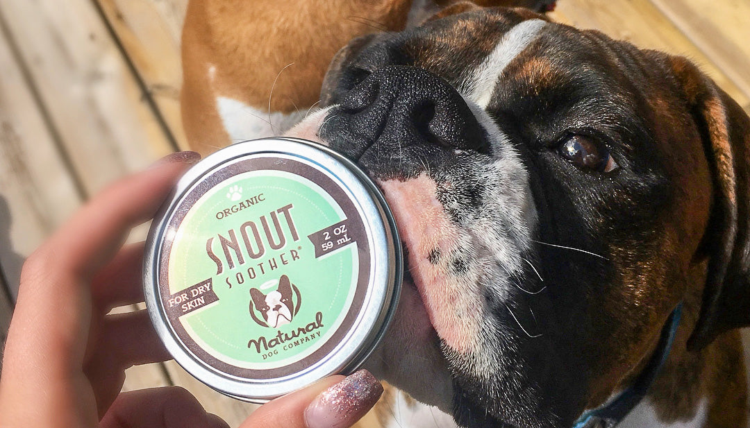 Is it Okay to Use Vaseline on My Dog’s Nose? Natural Dog Company