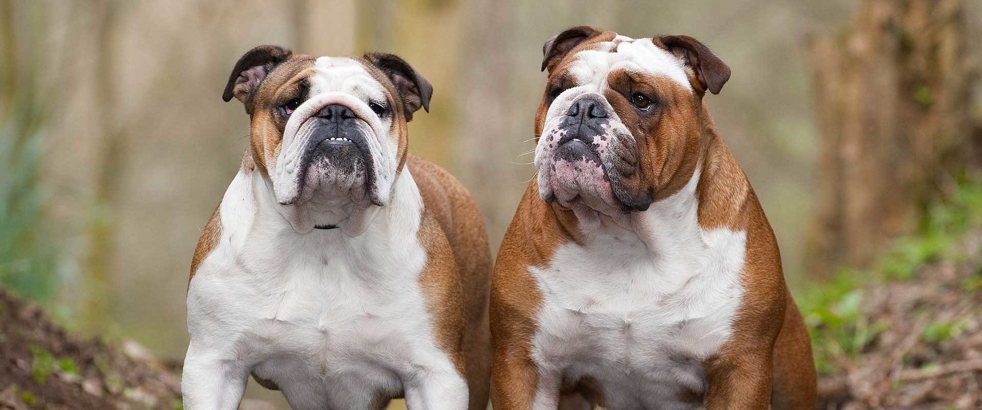 Tiger stripe english deals bulldog for sale