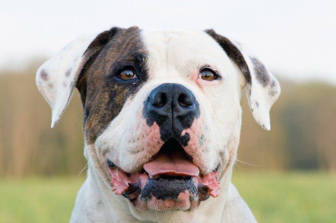 Are You A Good Match For The American Bulldog Find Out Now Natural Dog Company