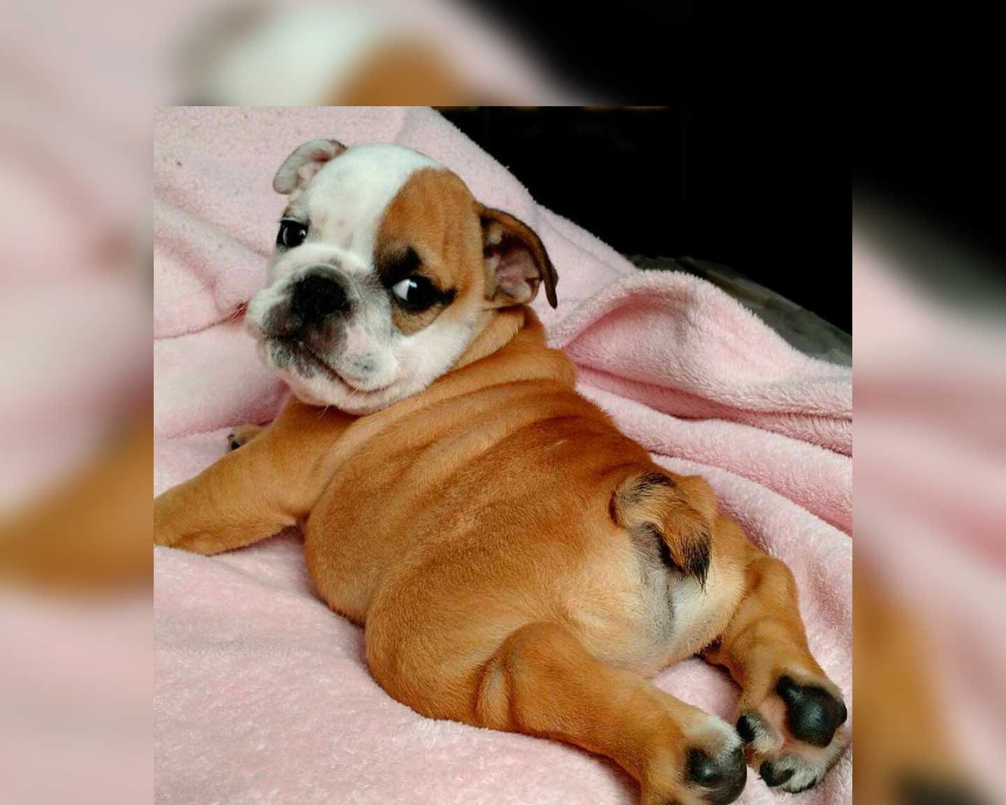 British bulldog hot sale with tail