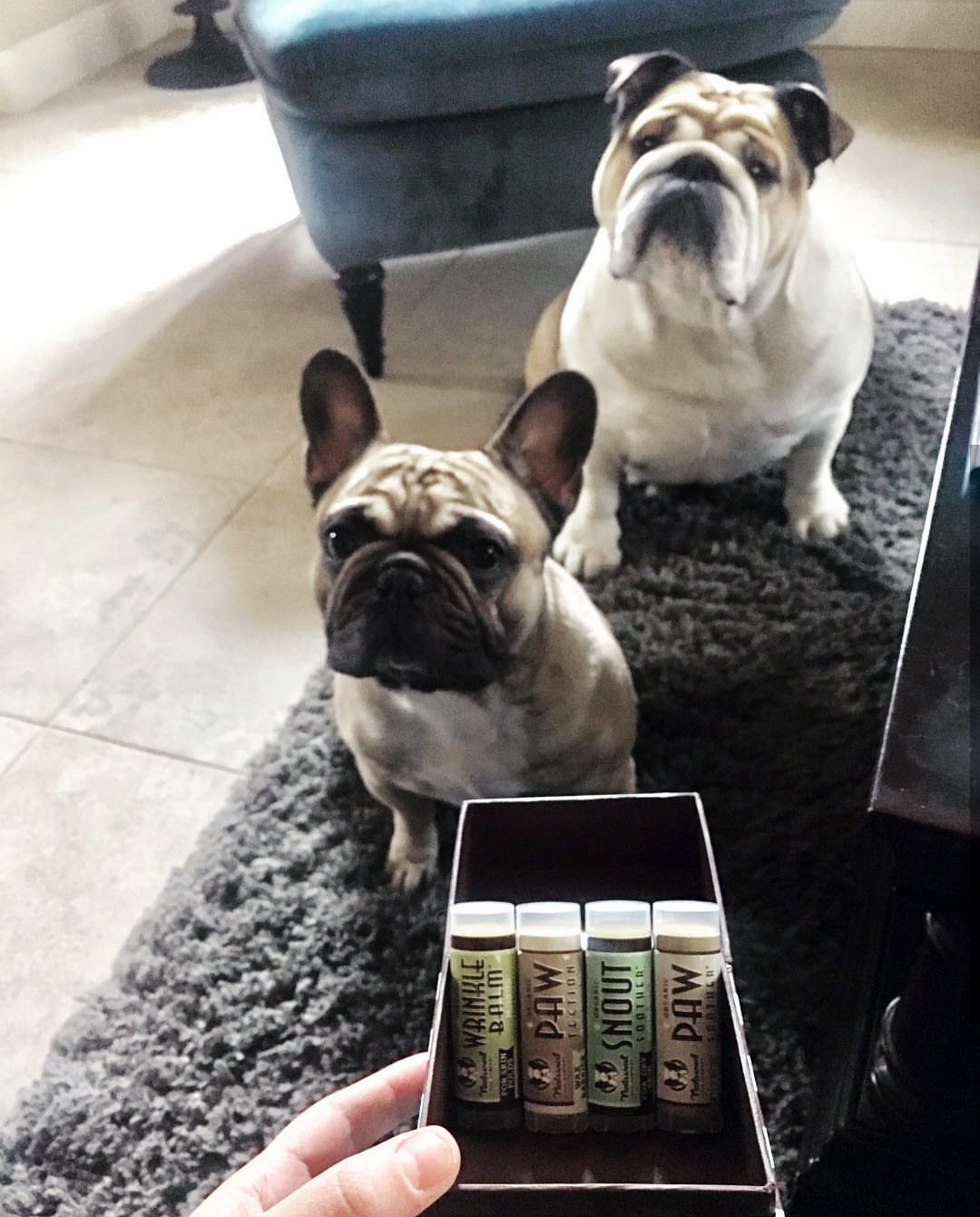 Bulldog essentials deals