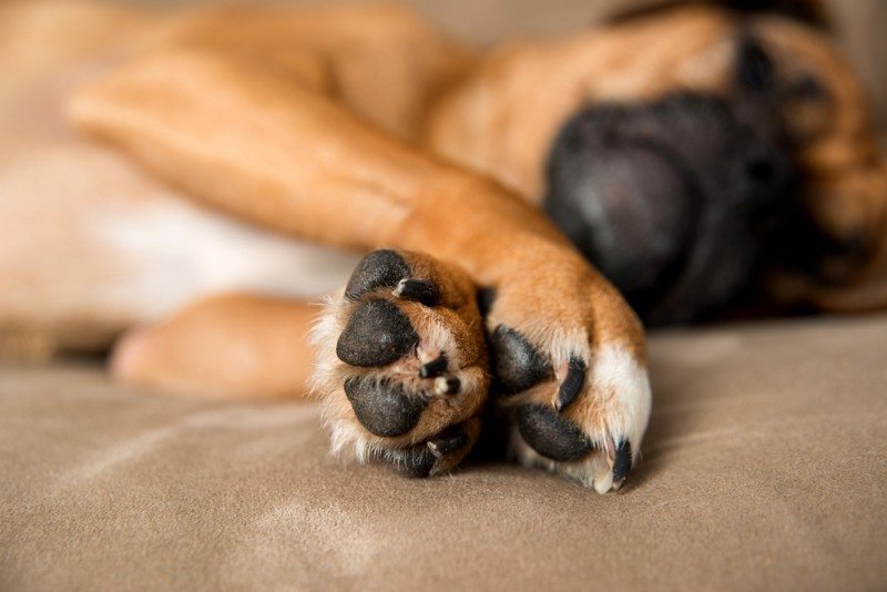 Why Are My Dogs Paws Itchy? Natural Dog Company