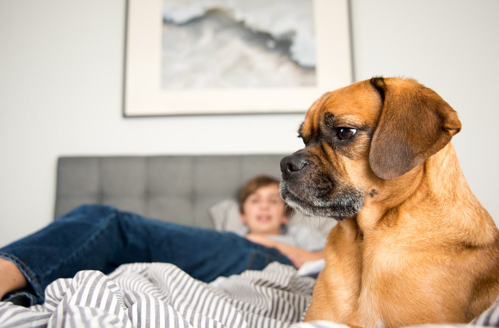 How Dogs Detect Bed Bugs With Their Nose Naturally Natural Dog Company