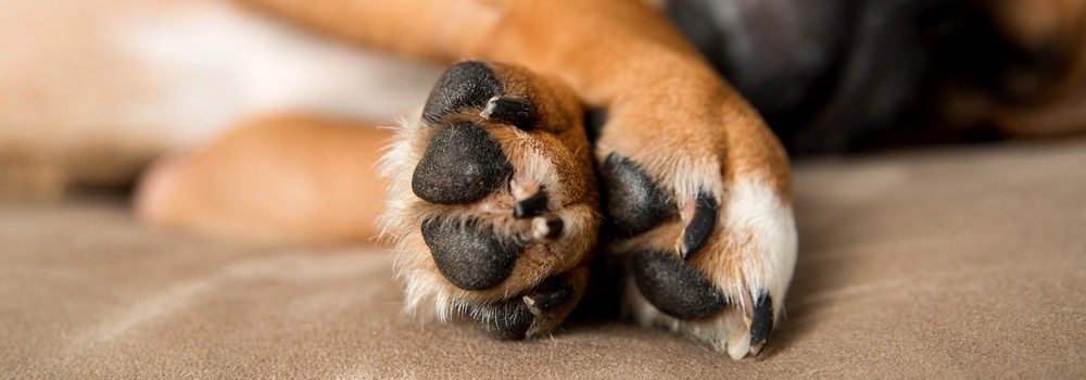 Dog Licking Paws? How to Remedy Irritated Dog Paws – Natural Dog Company