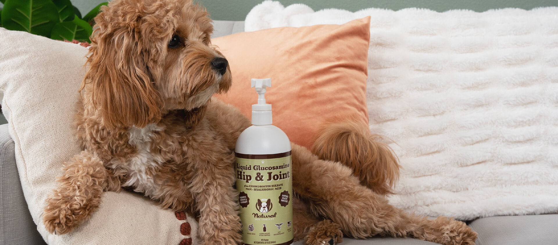 Beautiful view of Canine Hypothyroidism Dog Food For Dental Health
