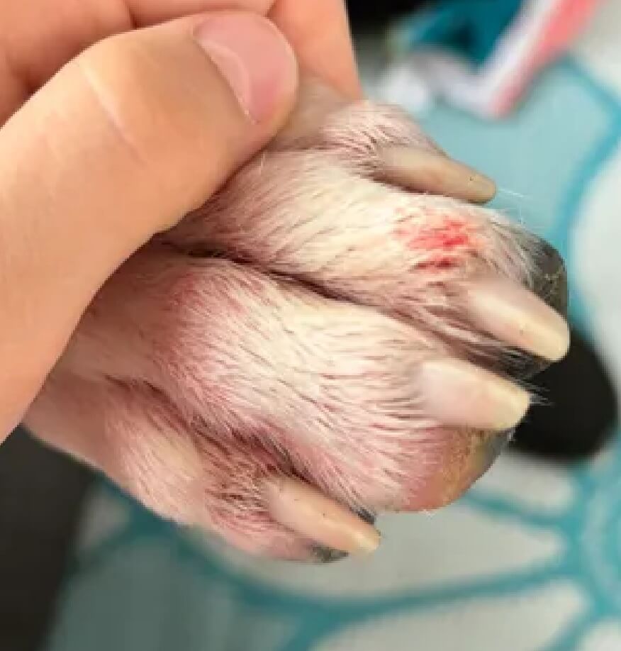 Dog before — itchy, inflamed skin