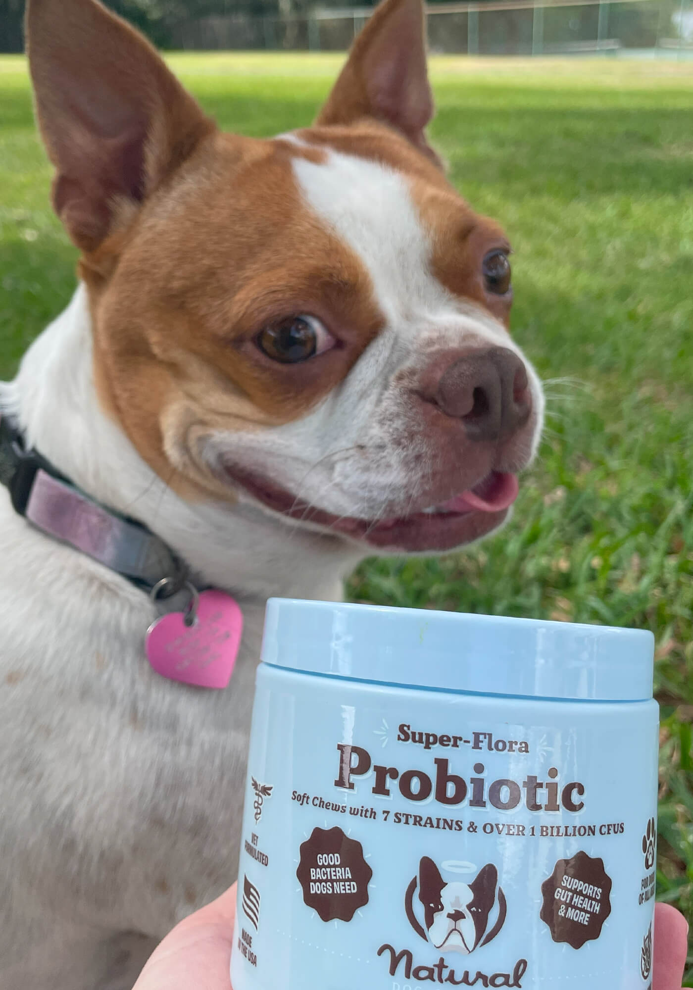SuperFlora Probiotic Supplement Natural Dog Company