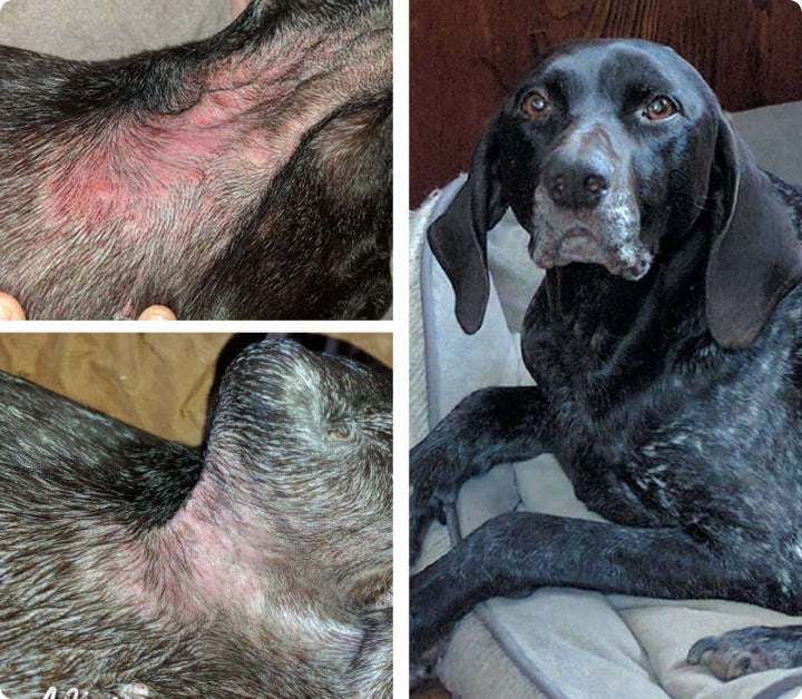 skin rash before and after skin soother on a black dog