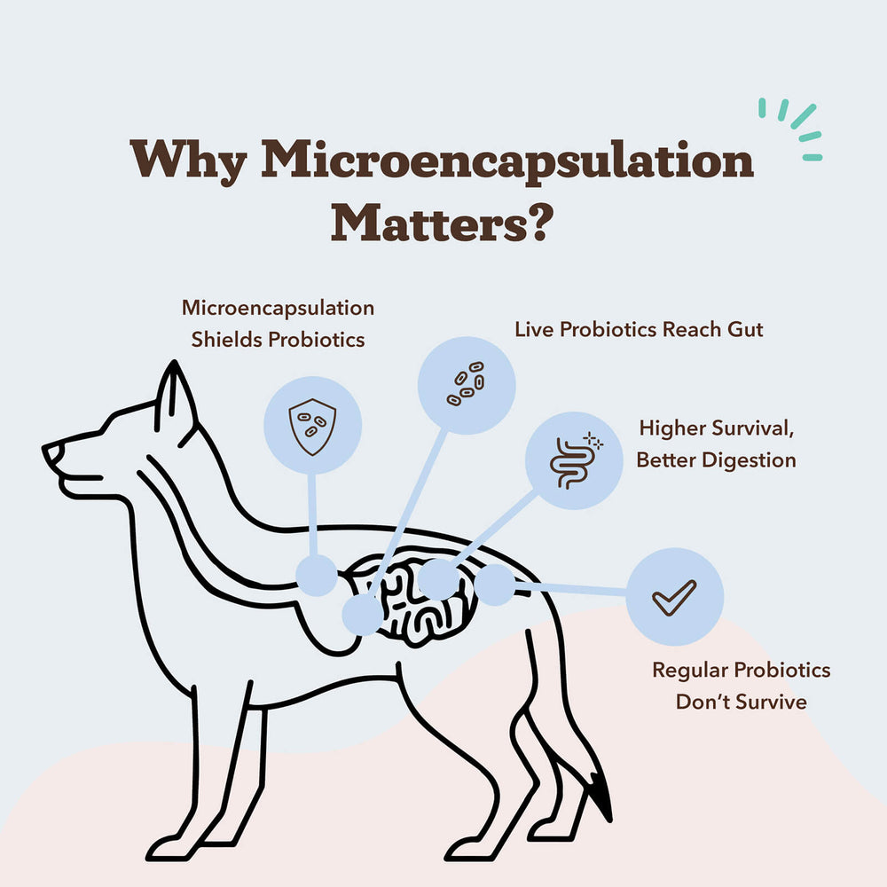 Diagram explaining benefits of microencapsulation for probiotics in dogs.