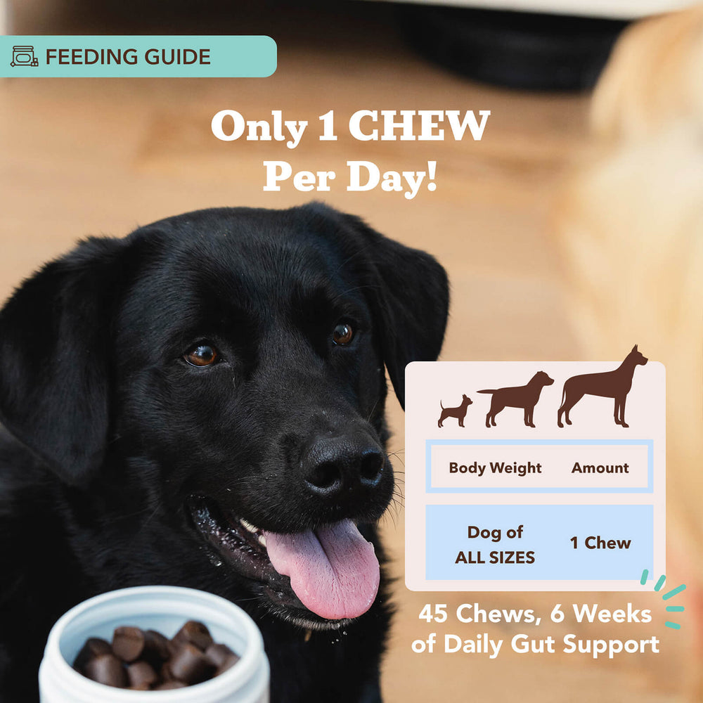 Black dog beside a container of chews, promoting daily gut support with dosage guide.