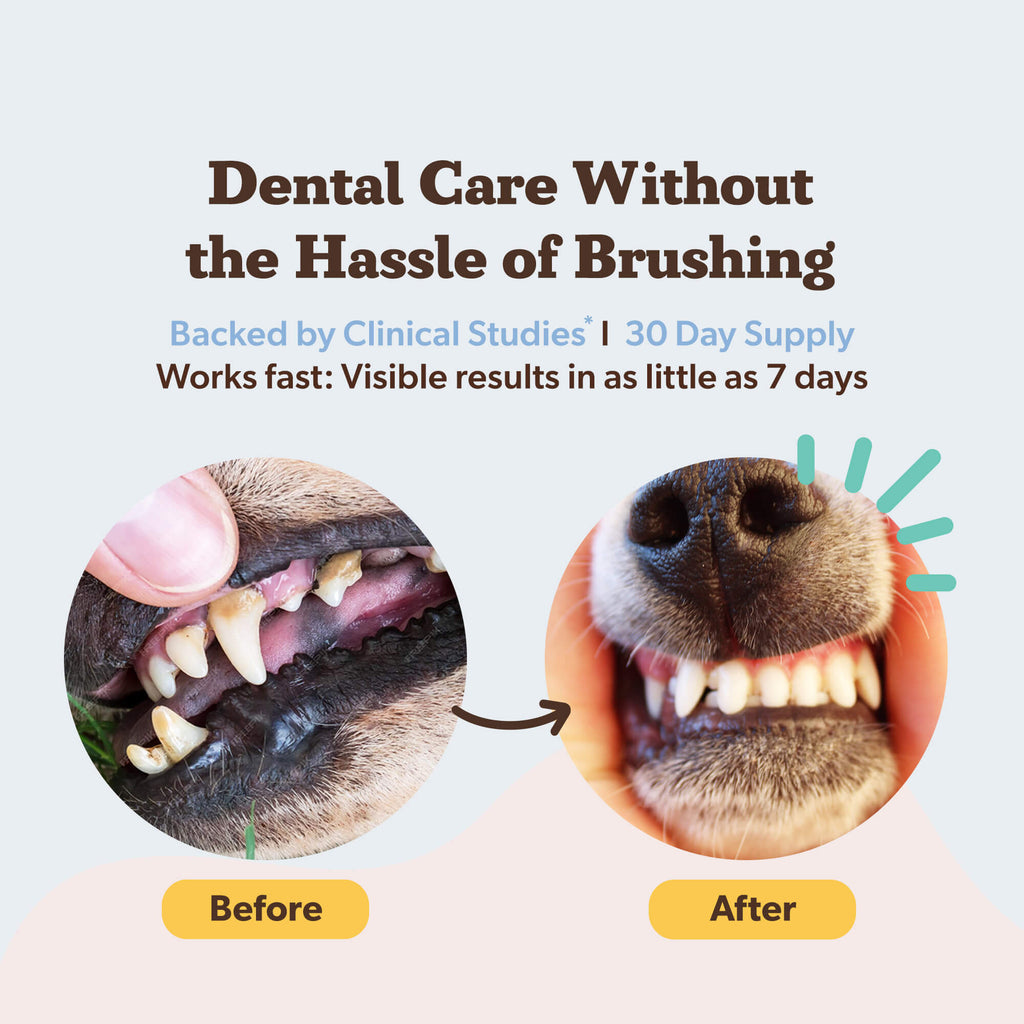 How to choose and use dog dental powder