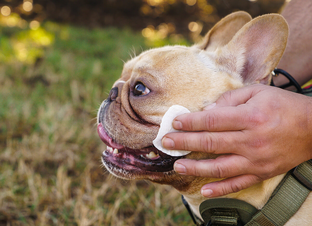 Wrinkle Wipes Natural Dog Company