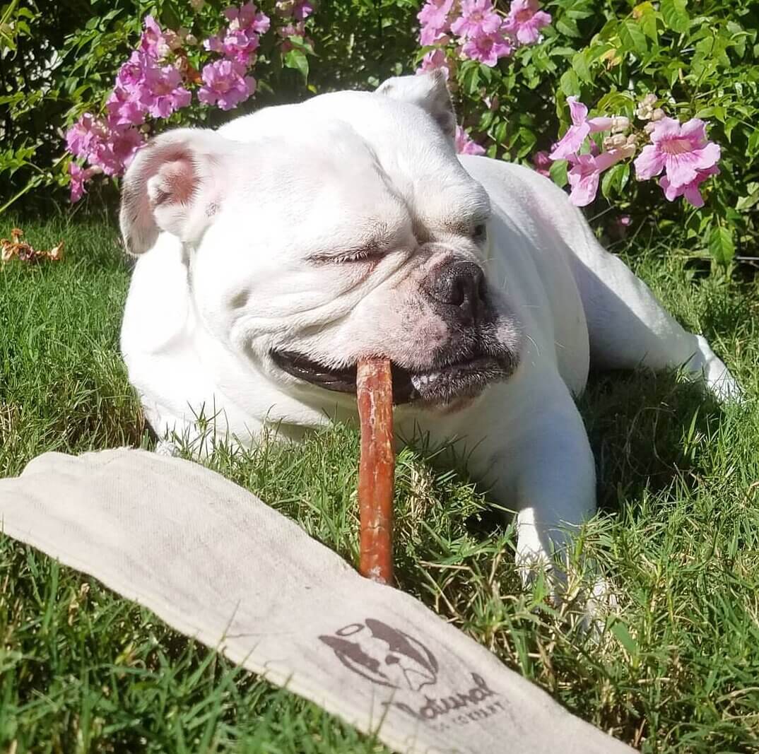 Dog enjoying a Bully Gnawer