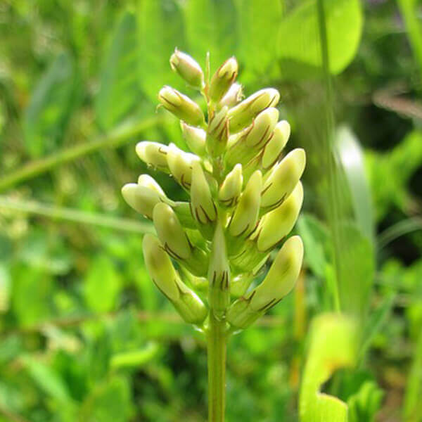 Adaptogens