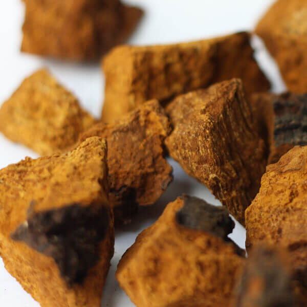 Chaga Mushrooms