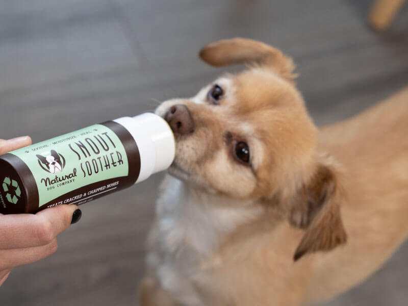 Dog Dental Powder: A Vet's 30-Day Guide – Natural Dog Company