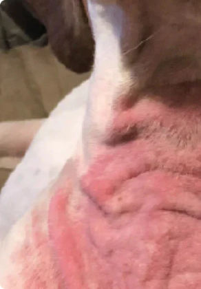 dog's skin rash