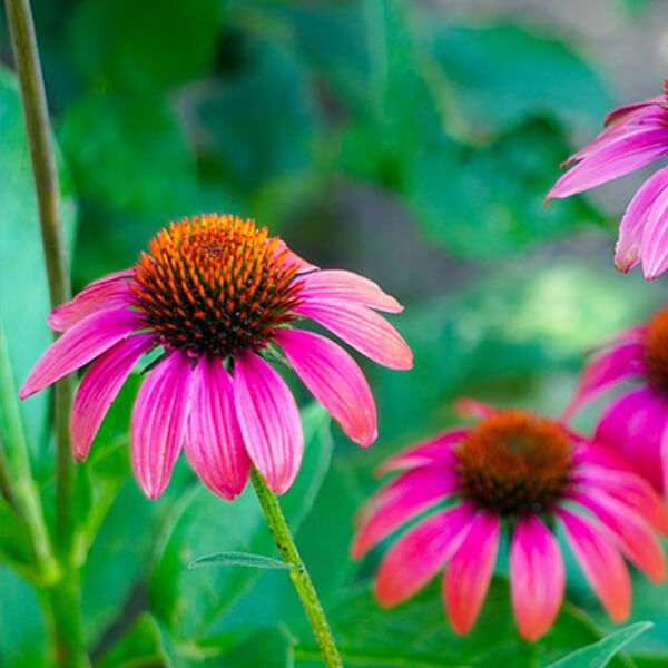 
    Echinacea