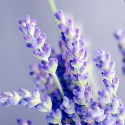 
    Lavender
