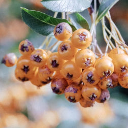 
    Sea Buckthorn Oil