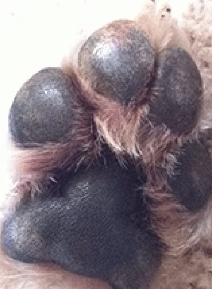 The appearance of the dog's paw after using 