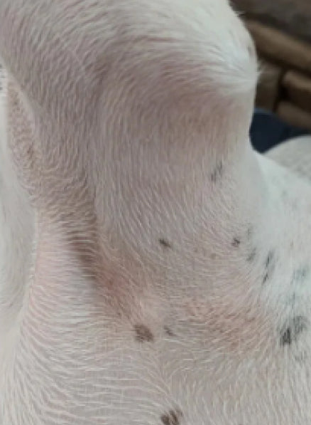 The dog's skin after recovery