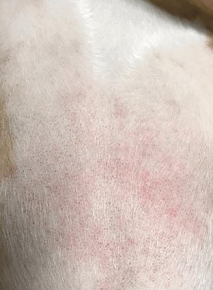 Dog rash healed with Skin Soother
